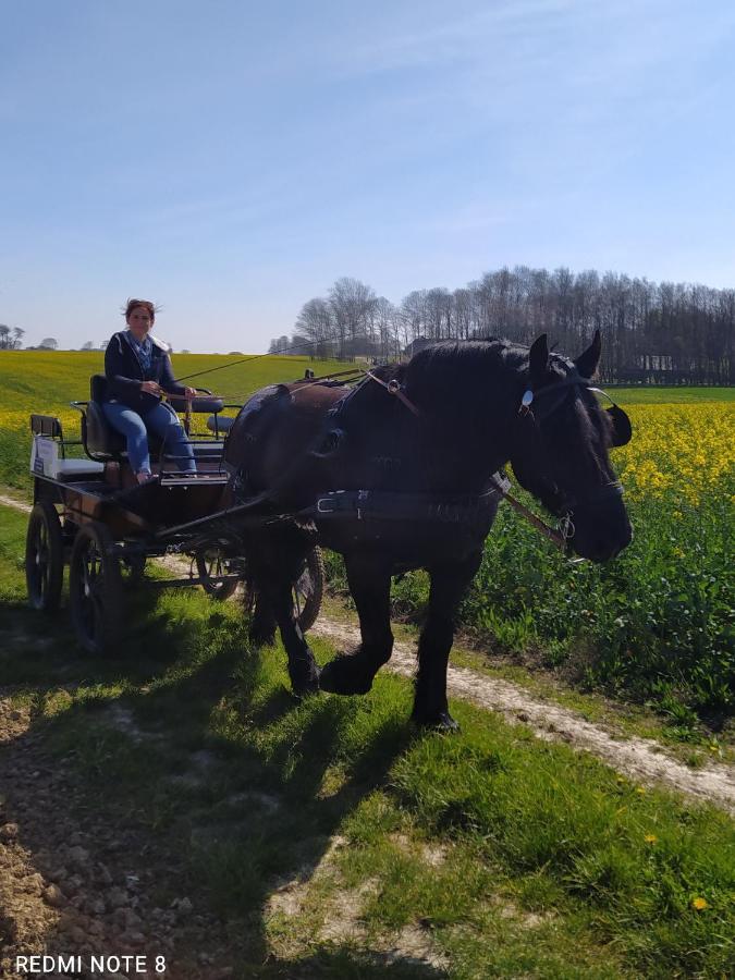 Tente de luxe Veritable Roulotte Hippomobile 